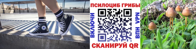 mega онион  дарк нет Telegram  Псилоцибиновые грибы мицелий  Новоузенск 